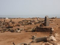 Cape Cross Seal reserve.